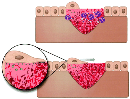 Tecnica Quirurgica I: 2012